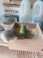 BYBYS ENGELESEPARKIETEN TAM TE MAKEN, Meerdere dieren, Dwergpapegaai of Agapornis, Tam