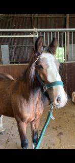 Super knappe en lieve tinker ruin, Dieren en Toebehoren, Pony's, Ruin, Recreatiepony