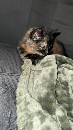 Kitten poes gezocht!, Dieren en Toebehoren, Overige Dieren, Oktober, Vrouwelijk