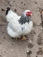 Broedeieren van de wyandotter Columbia, Dieren en Toebehoren, Pluimvee, Geslacht onbekend, Kip