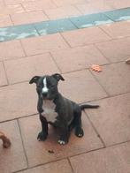 Amerikaanse Stafford puppies, Dieren en Toebehoren, Overige rassen, Meerdere, Meerdere dieren, Nederland