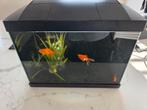 Aquarium met visjes, Ophalen, Zo goed als nieuw, Gevuld zoetwateraquarium