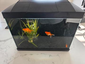 Aquarium met visjes beschikbaar voor biedingen