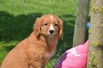 Nova Scotia duck Tolling retriever of Toller pups, Dieren en Toebehoren, België, 15 weken tot 1 jaar, Overige rassen, Meerdere