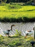 Pommerse ganzen, Meerdere dieren, Gans of Zwaan