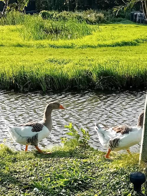 Pommerse ganzen, Dieren en Toebehoren, Pluimvee, Gans of Zwaan, Meerdere dieren