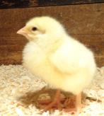 mestkuikens / vleeskuikens, Dieren en Toebehoren, Geslacht onbekend, Kip