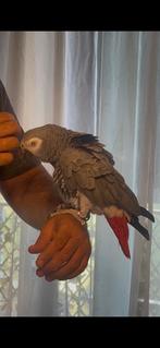 grijs rode staart, Dieren en Toebehoren, Vogels | Parkieten en Papegaaien, Mannelijk, Parkiet, Tam