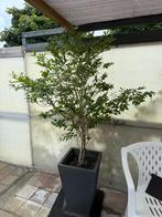 bomen, Overige soorten, 100 tot 250 cm, Ophalen, Volle zon