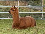 Alpaca ( ruin ), Dieren en Toebehoren, Mei, Mannelijk