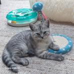 Britse korthaar kitten een katertje, Dieren en Toebehoren, Katten en Kittens | Raskatten | Korthaar, Kater, Gechipt, 0 tot 2 jaar