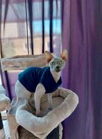 Koud? Warme trui kattenkleding Sphynx kat kitten. Handmade, Dieren en Toebehoren, Katten-accessoires, Nieuw, Ophalen of Verzenden
