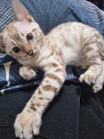 100% bengaal kittens, Dieren en Toebehoren, Katten en Kittens | Raskatten | Korthaar, Kater, Ontwormd, 0 tot 2 jaar