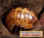 Armadillidium vulgare Mocca isopods / pissebedden, Overige soorten