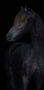 Mooie 3,5jarige Friese ruin, Dieren en Toebehoren, Paarden, Minder dan 160 cm, Gechipt, Ruin, 3 tot 6 jaar