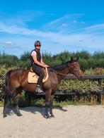 Ierse 13 jarige volbloed merrie, Dieren en Toebehoren, Paarden, Zadelmak, Meerdere dieren, Gechipt, 7 tot 10 jaar