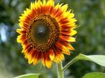 Zonnebloem "Avondzon" zaden, Verzenden, Voorjaar, Volle zon, Zaad