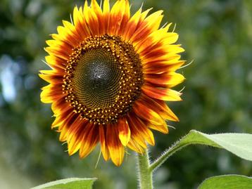 Zonnebloem "Avondzon" zaden beschikbaar voor biedingen