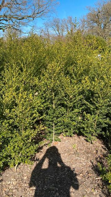 Ilex crenata Green Hedge beschikbaar voor biedingen