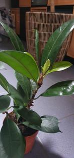 Ficus cyathistipula, net zo mooi als zijn naam!, Ophalen, Overige soorten, Minder dan 100 cm