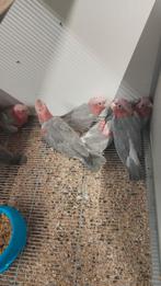 Tamme baby Rose Kakatoes, Dieren en Toebehoren, Meerdere dieren, Papegaai, Geringd
