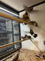 Spitsstaartamadine I veel keuze uit tropische vogels