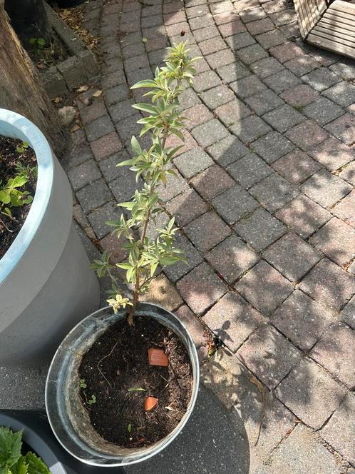 Vlinderstruik  stekken paars buddleja herfstsering, Tuin en Terras, Planten | Struiken en Hagen, Vlinderstruik, Ophalen of Verzenden