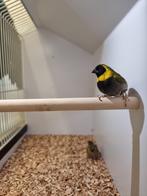 Cubavinken | Verschillende koppels | Passend advies, Dieren en Toebehoren, Meerdere dieren, Tropenvogel