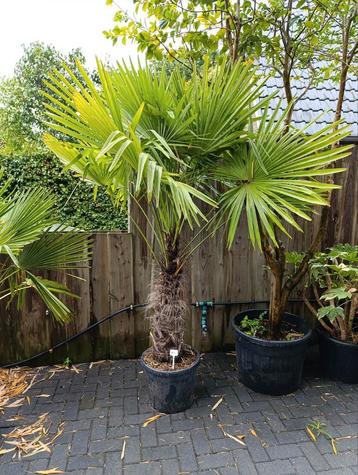 Trachycarpus palmboom beschikbaar voor biedingen