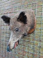 Opgezette zwijnenkop, Ophalen of Verzenden