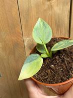 Philodendron grey hastatum silver sword plant variegata mint, Huis en Inrichting, Kamerplanten, Ophalen of Verzenden, Overige soorten