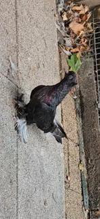 TAKLA Rasasi jonge koppel THE BEST QUALITY, Dieren en Toebehoren, Vogels | Duiven, Meerdere dieren