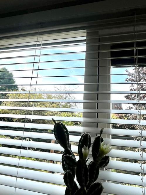 Houten jaloezieën wit NIEUW, Huis en Inrichting, Stoffering | Gordijnen en Lamellen, Zo goed als nieuw, Wit, Ophalen