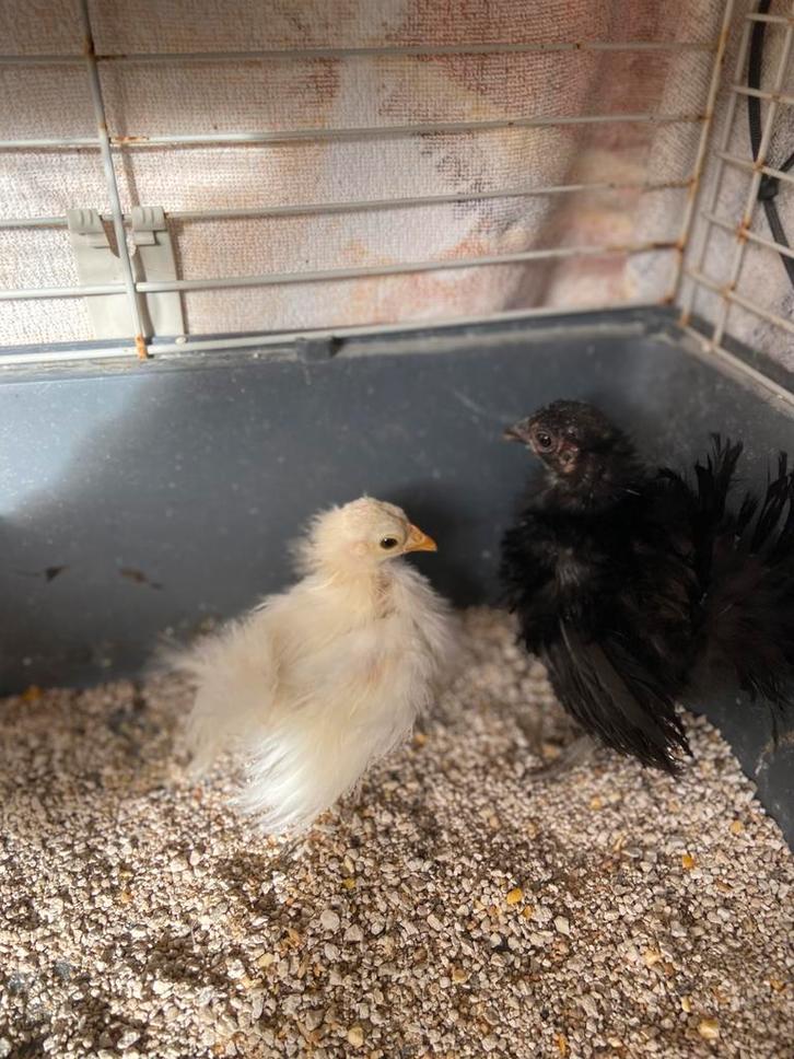 Serama zijdeveer/ zijdevederig, Dieren en Toebehoren, Pluimvee, Kip, Meerdere dieren