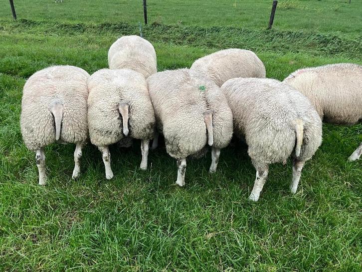 Best bespierde Texelaar stamboek rammen te koop, Dieren en Toebehoren, Schapen, Geiten en Varkens, Schaap, Mannelijk, 0 tot 2 jaar