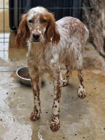 ACE: Bai is van nature een hele lieve hond beschikbaar voor biedingen