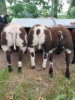 Mooie bonte ram lammeren, Dieren en Toebehoren, Schapen, Geiten en Varkens, Mannelijk, Schaap