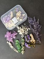 Gedroogde bloemen, vele kleuren D.I.Y., Hobby en Vrije tijd, Nieuw, Ophalen of Verzenden