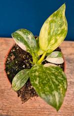Philodendron Green Congo Variegata p8 (2), Ophalen of Verzenden, Halfschaduw, Minder dan 100 cm
