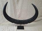 Waterbuffel Hoorns Decoratie - 63x56cm, Ophalen of Verzenden