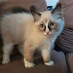 Ragdoll kitten laatste 2 poesje mag het nest verlaten, Dieren en Toebehoren, Katten en Kittens | Raskatten | Langhaar, Meerdere dieren