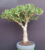 Prachtige jade / vetplant kamerplant in pot, Ophalen