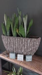 Grote ovale bloempot met 3 planten, Ophalen, Zo goed als nieuw, Ovaal, Riet