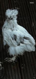 Usa haan, Dieren en Toebehoren, Mannelijk, Kip