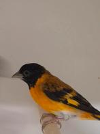 1-2 Kapoetsensijs, Dieren en Toebehoren, Meerdere dieren, Tropenvogel, Geringd