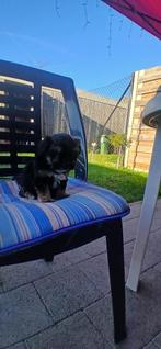 Yorlshir, Dieren en Toebehoren, Honden | Jack Russells en Terriërs, Yorkshire Terriër, België, Particulier, Reu