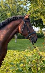 Toekomstig 3,5 jr sportpaard, Dieren en Toebehoren, Paarden, Ruin, Zadelmak, Dressuurpaard, 3 tot 6 jaar