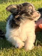 Nog 1 geweldig Chihuahua x Chinese naakthond  pupje. Teefje, Dieren en Toebehoren, Honden | Chihuahua's en Gezelschapshonden, Overige rassen