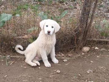 Benny een lieve blije sociale pup beschikbaar voor biedingen