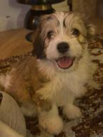 Maltipoo-Havanese pups, 8 tot 15 weken, Parvo, Meerdere, Meerdere dieren